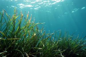 Exposició Posidonia. Observatori Medi Ambient