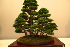 I Certamen de Bonsai ciudad de Alicante