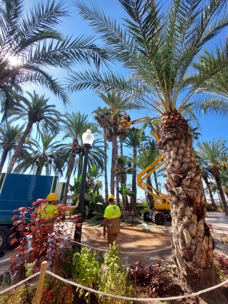 Alicante planta 80 nuevas palmeras este verano en sus principales accesos,  playas y centro | Ayuntamiento de Alicante
