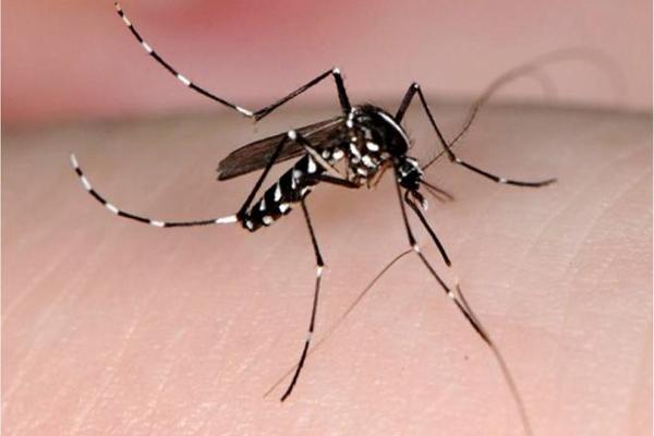 Resultado de imagen de mosquito tigre
