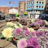 Reposición de flores en la Avenida de Salamanca