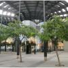 Centre Comunitari LosAngeles_IslaDeCuba