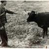 Junto a una vaqulilla en el campo andaluz. Foto F. Sánchez