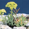 Hinojo de mar (Crithmum maritimum). Foto: José Benito Ruiz