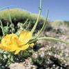 Glaucio marino (Glaucium flavum). Foto: José Benito Ruiz