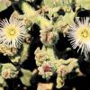 Escarchada (Mesembryanthemum crystallinum). Foto: José Benito Ruiz