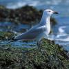 Gaviota de audouin (Larus audouinii). Foto: José Benito Ruiz