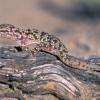 Salamanquesa rosada (Hemidactylus turcicus). Foto: José Benito Ruiz