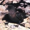 Paiño europeo (Hydrobates pelagicus). Foto: José Benito Ruiz