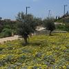 10. Olivos y gazanias