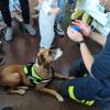 Visita Piña perro Bomberos hospital