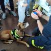 Visita Piña perro Bomberos hospital