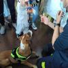 Visita Piña perro Bomberos hospital