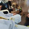 Visita Piña perro Bomberos hospital