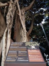 Placa informativa de un ficus monumental