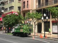 Campaña de poda de las copas de los árboles en la Rambla