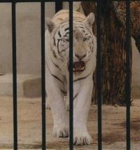 El tigre albino alicantino