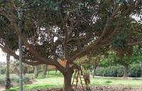 operario podando el ficus