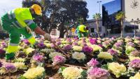 Reposición de flores en la Avenida de Salamanca