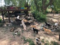 Felinos en el albergue de Alicante 