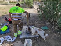 Fuente perros parque avda. Vicente Hipólito