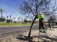 Alicante activa en 23.000 árboles la campaña de control biológico de plagas por la subida de temperaturas