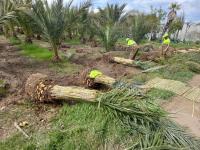 Plantación de palmeras en la Isla de Tabarca