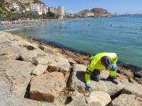 Refuerzo eliminación roedores y cucarachas en payas y jardines