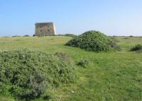 Campo del la Isla de Tabarca