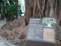 Paseos y árboles singulares