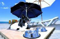 “Doggy Beach” en la playa de Agua Amarga