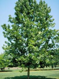 Platanus Hispánico 