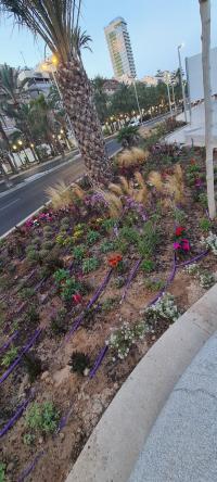 Plantas de flor en el paseo