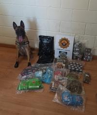 La perra Kata de la Policía Local