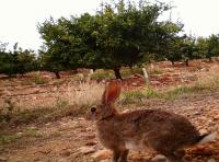 PREVENCIÓN Y CONTROL DE DAÑOS DEL CONEJO DE MONTE
