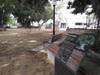 Ficus. Paseo de Canalejas