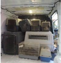 Imagen de ila intervención de los 27 gallos de pelea abandonados en la vía pública en el transcurso de una operación desarrollada en la calle d...