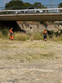 Tareas de desbroce en el barranco del Juncaret