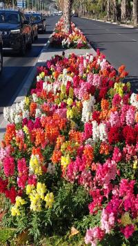 Imagen de la actuación de mejora paisajística n la mediana del viario que recorre la dársena interior del Puerto con la colocación de más de...