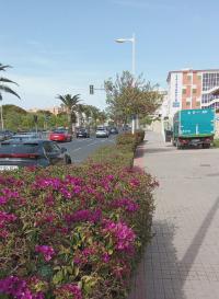 Imagen de los trabajos de puesta a punto de las zonas verdes de la avenida de Denia para recibir a la Peregrina
