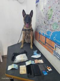 Imagen de la perra Kata de la Unidad Canina de la Policía Local de Alicante