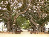 Ficus en parque de Canalejas