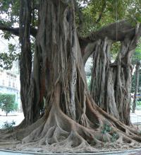 Ficus plaza Gabriel Miró