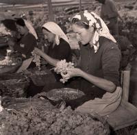 Treballadores del camp, 1951. Foto Sánchez. AMA