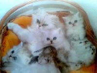 Esterilización de gatos