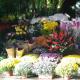 puestos de flores puestos de flores