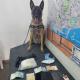 Imagen de la perra Kata de la Unidad Canina de la Policía Local de Alicante
